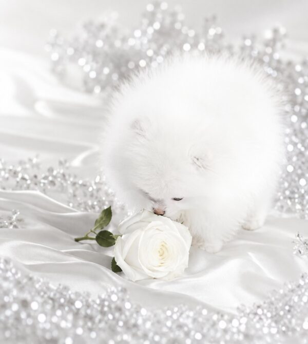 Wolter Pomeranian Wolter Pomeranian
