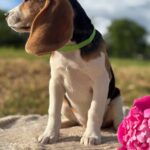 Wren-female-Beagle-puppy-for-sale-1