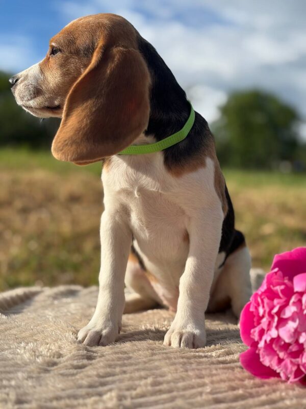 Wren Beagle Wren Beagle