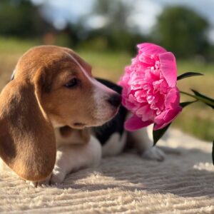 Wren Beagle Wren Beagle