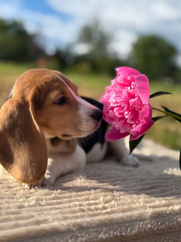 Wren Beagle Wren Beagle