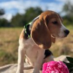 Wren-female-Beagle-puppy-for-sale-3