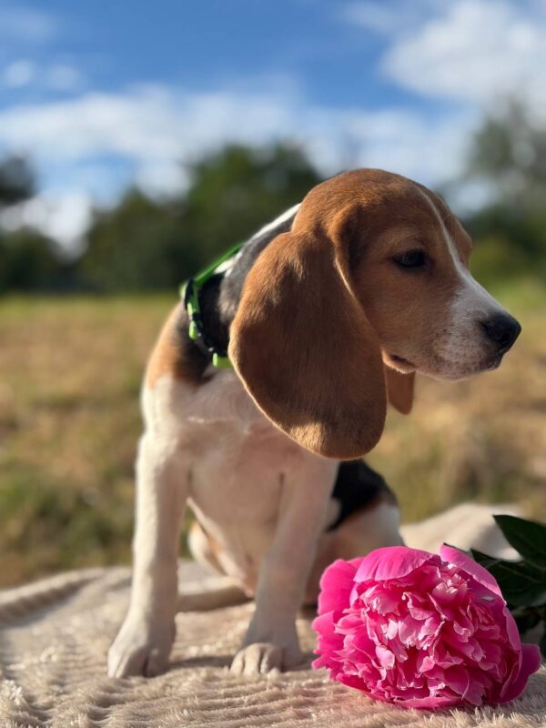 Wren Beagle Wren Beagle