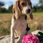 Wren-female-Beagle-puppy-for-sale-4