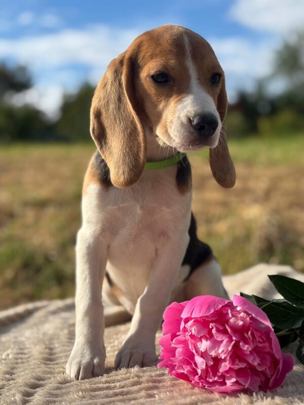 Wren Beagle Wren Beagle