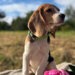 Wren-female-Beagle-puppy-for-sale-5