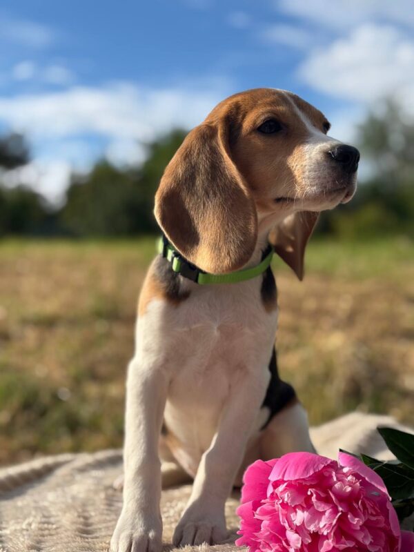 Wren Beagle Wren Beagle