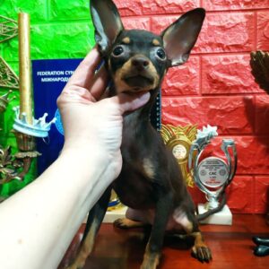 Yarra Russian Toy Terrier Yarra Russian Toy Terrier