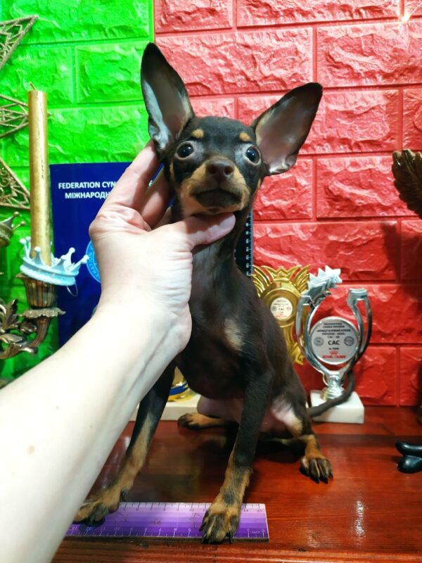 Yarra Russian Toy Terrier Yarra Russian Toy Terrier