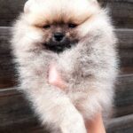 Yoka-female-Pomeranian-puppy-for-sale-1