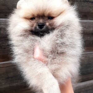 Yoka Pomeranian Yoka Pomeranian