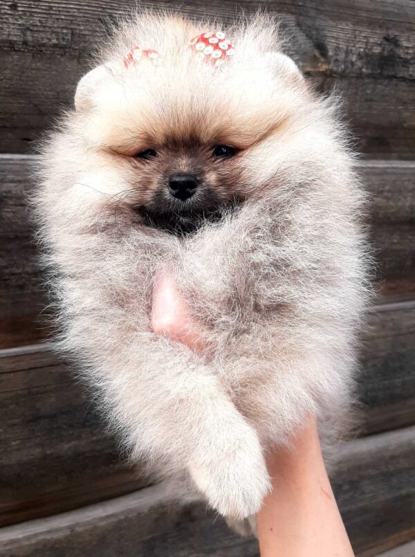 Yoka Pomeranian Yoka Pomeranian