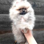 Yoka-female-Pomeranian-puppy-for-sale-2