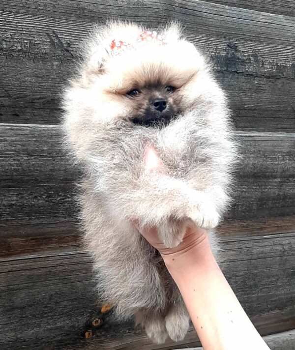 Yoka Pomeranian Yoka Pomeranian