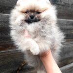 Yoka-female-Pomeranian-puppy-for-sale-3