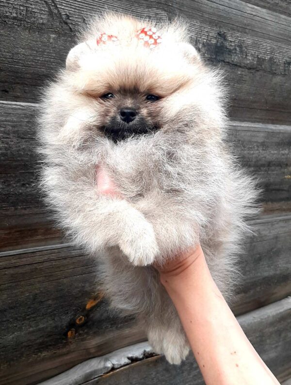 Yoka Pomeranian Yoka Pomeranian