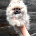 Yoka-female-Pomeranian-puppy-for-sale-4