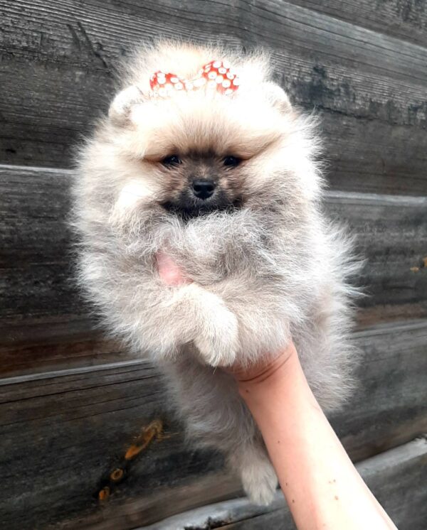 Yoka Pomeranian Yoka Pomeranian