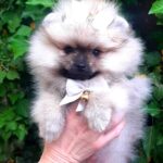 Yosya-female-Pomeranian-puppy-for-sale-1