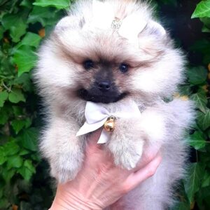 Yosya Pomeranian Yosya Pomeranian