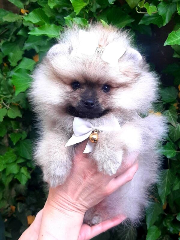 Yosya Pomeranian Yosya Pomeranian