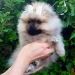 Yosya-female-Pomeranian-puppy-for-sale-2