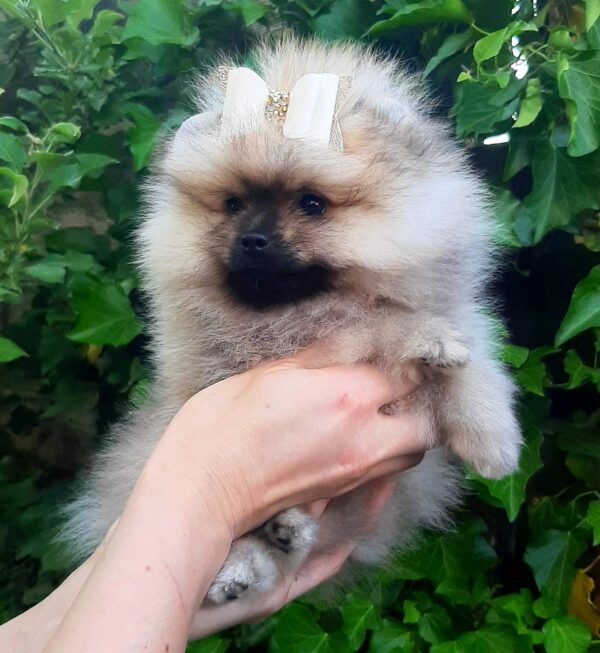 Yosya Pomeranian Yosya Pomeranian