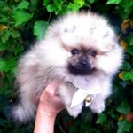 Yosya-female-Pomeranian-puppy-for-sale-3