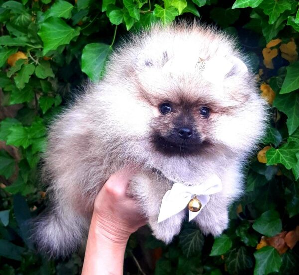 Yosya Pomeranian Yosya Pomeranian