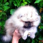 Yosya-female-Pomeranian-puppy-for-sale-4