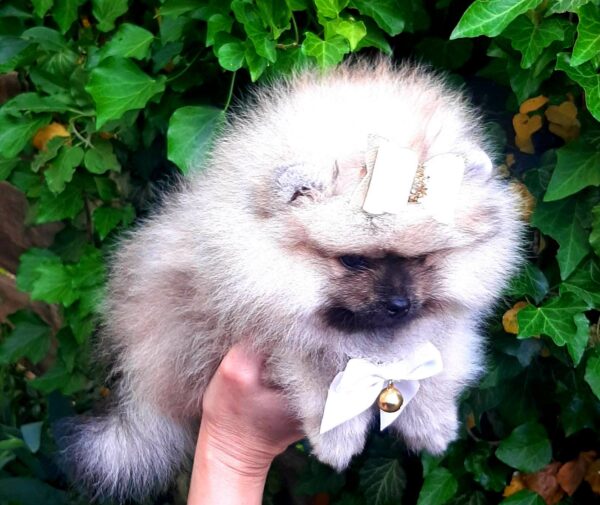 Yosya Pomeranian Yosya Pomeranian