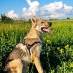 Zayden-male-Czechoslovakian Wolfdog-puppy-for-sale-1