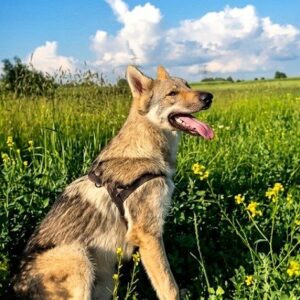 Zayden Czechoslovakian Wolfdog Zayden Czechoslovakian Wolfdog