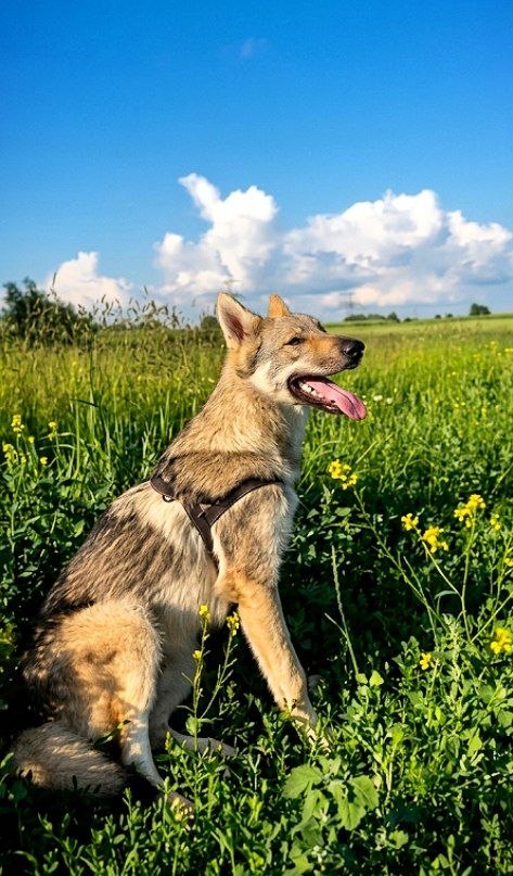 Zayden Czechoslovakian Wolfdog Zayden Czechoslovakian Wolfdog