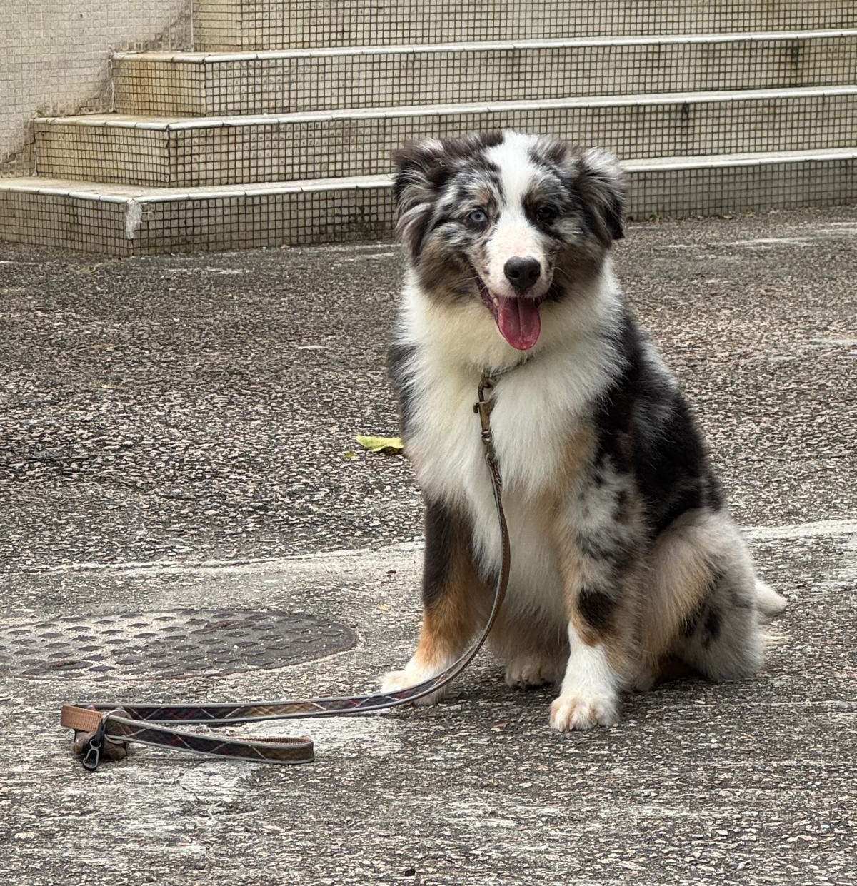 Finnley Miniature Australian Shepherd