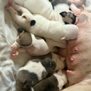 New Litter English Bulldog New Litter English Bulldog