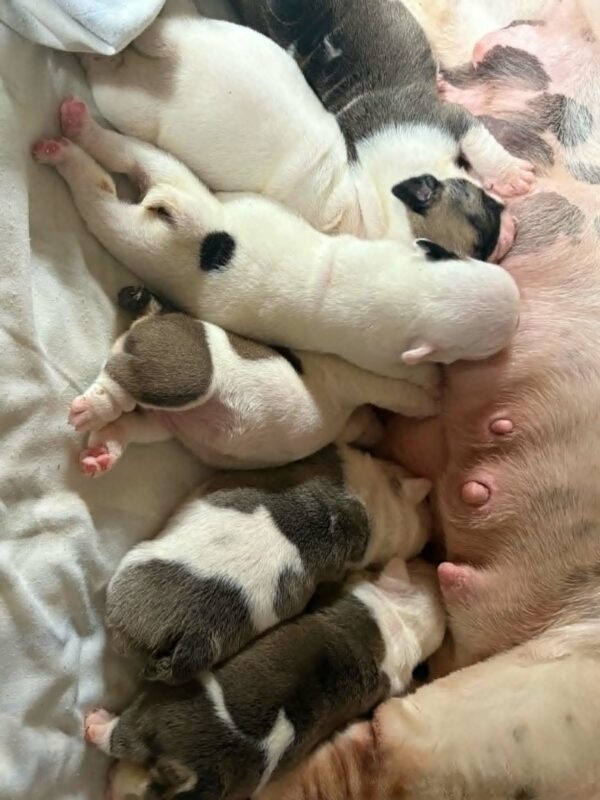 New Litter English Bulldog New Litter English Bulldog