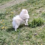 Маrk-male-pomeranian-puppy-for-sale-1 (1)