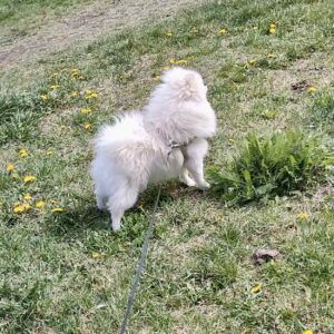Маrk Pomeranian Маrk Pomeranian