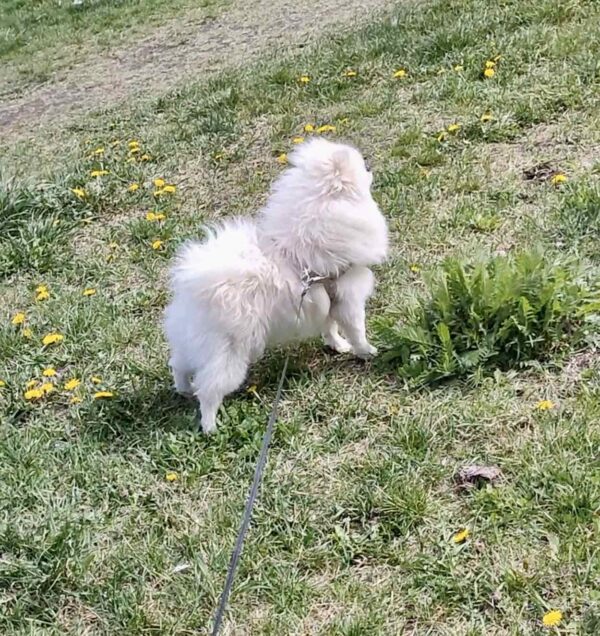 Маrk Pomeranian Маrk Pomeranian