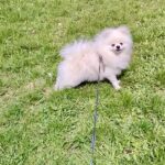 Маrk-male-pomeranian-puppy-for-sale-1 (2)