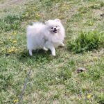 Маrk-male-pomeranian-puppy-for-sale-1 (3)