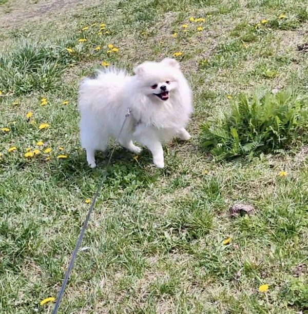 Маrk Pomeranian Маrk Pomeranian