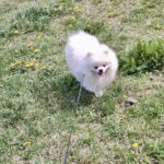 Маrk-male-pomeranian-puppy-for-sale-1 (4)