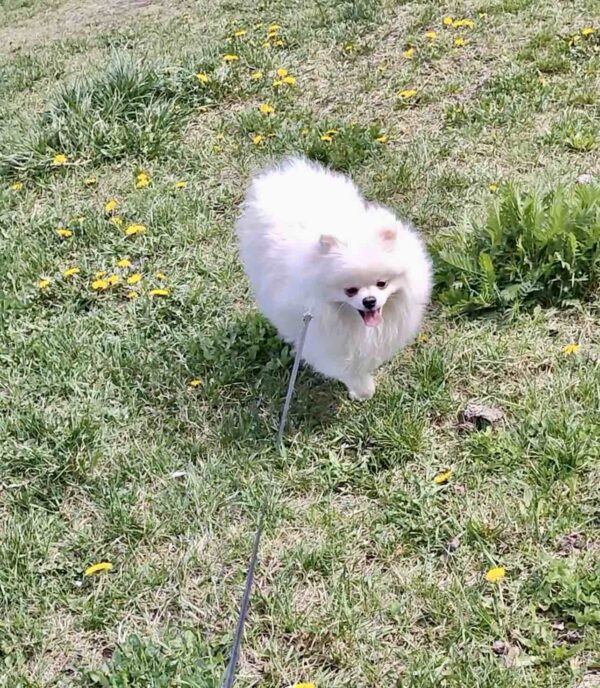 Маrk Pomeranian Маrk Pomeranian