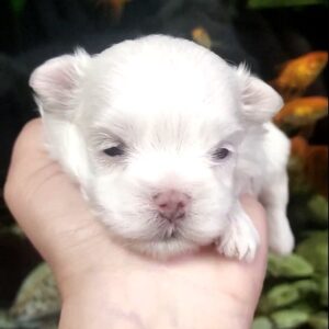 Alaric Maltese Alaric Maltese