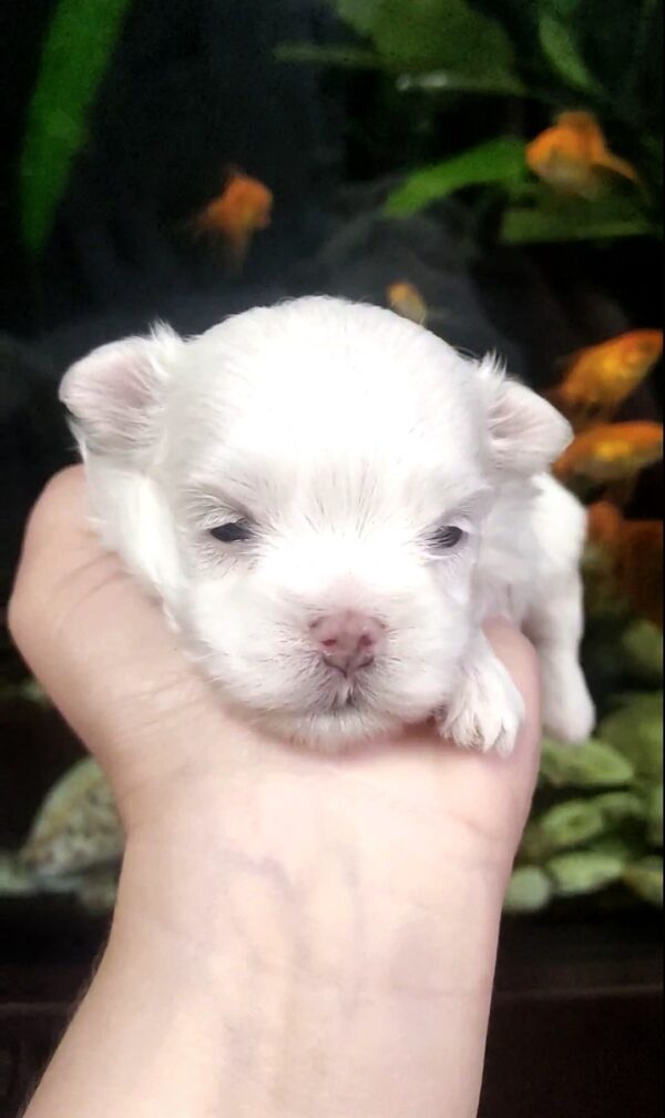 Alaric Maltese Alaric Maltese