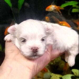 Alaric Maltese Alaric Maltese