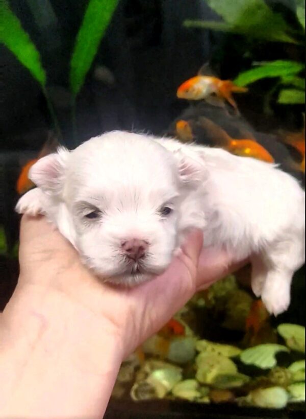 Alaric Maltese Alaric Maltese