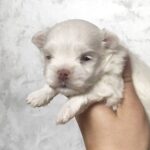 Alaric-male-Maltese-puppy-for-sale-3